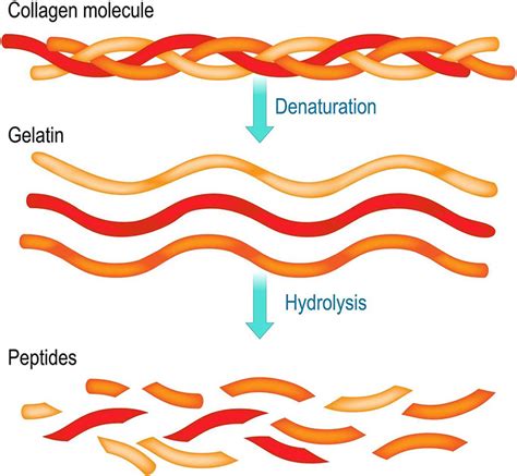 Celsius Collagen Production