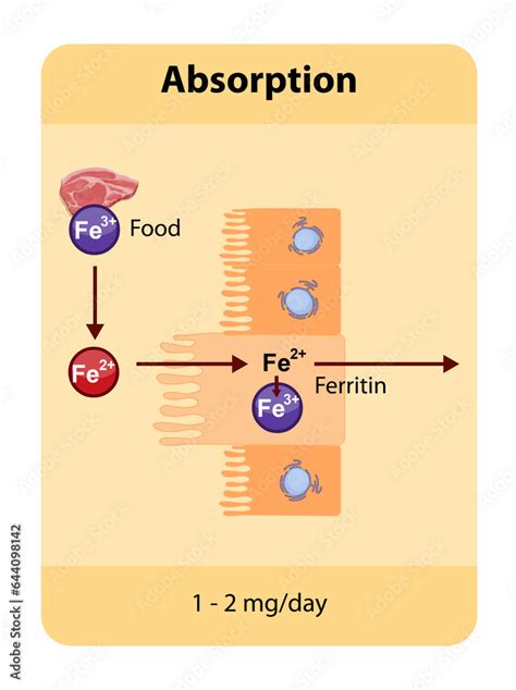 Celsius Iron Absorption