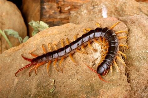 Centipede predation