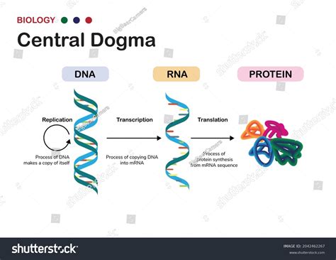 Central dogma of molecular biology