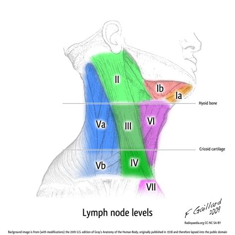 Cervical Adenopathy Levels