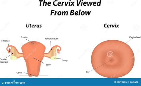 Cervix illustration