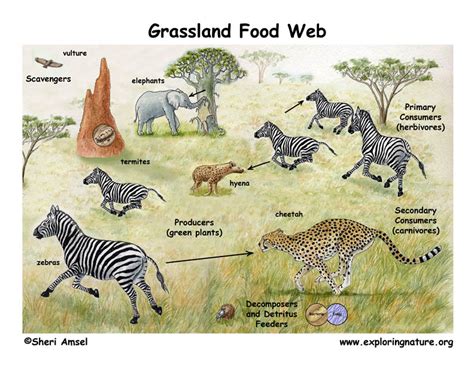 Challenges facing savanna decomposers