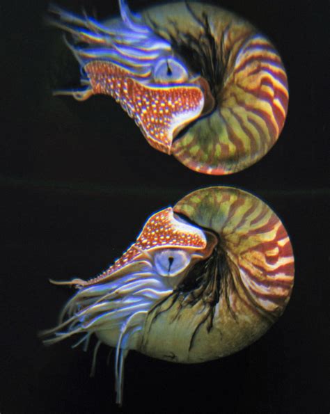 The chambered nautilus in its natural habitat