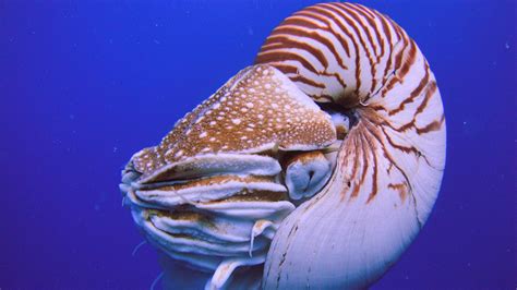 A close-up of the chambered nautilus shell