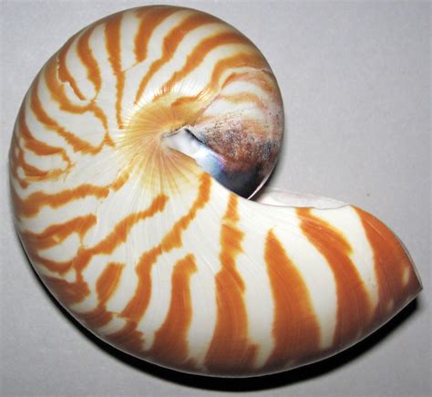 A close-up of the chambered nautilus shell