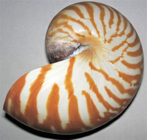 The chambered nautilus swimming in the ocean