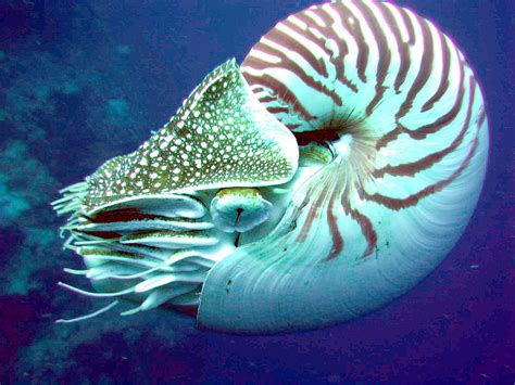 The chambered nautilus in a museum collection