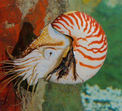 A close-up of the chambered nautilus eyes