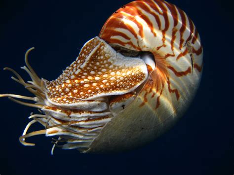 The chambered nautilus in a deep-sea environment