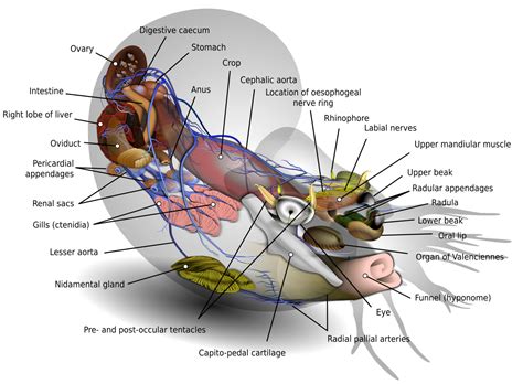 The brain of the chambered nautilus