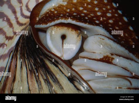 The eyes of the chambered nautilus