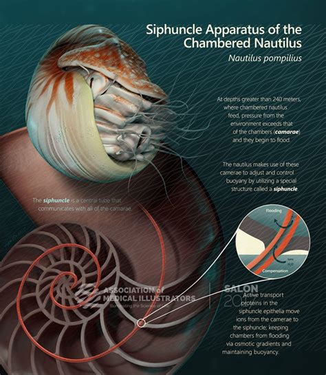 The siphuncle of the chambered nautilus