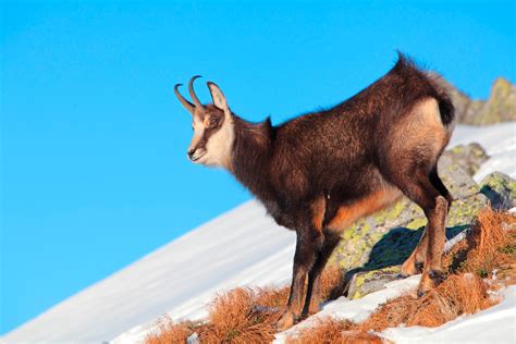 Chamois Expert Advice