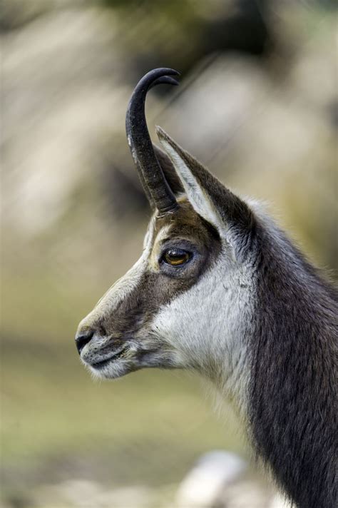 Chamois Storing