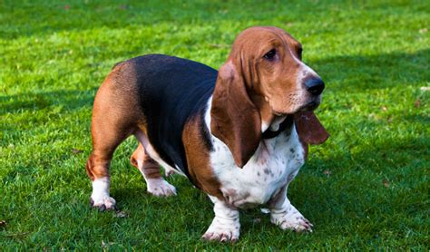 Characteristics of Basset Hound Ears