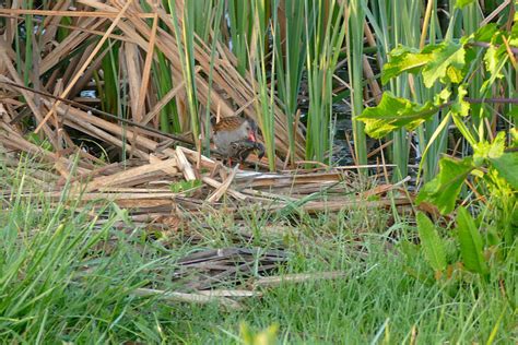 Characteristics of Swamps