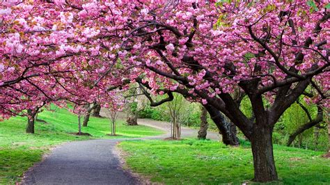 Cherry Blossom Background Image