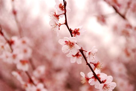 Cherry Blossom Branch Image