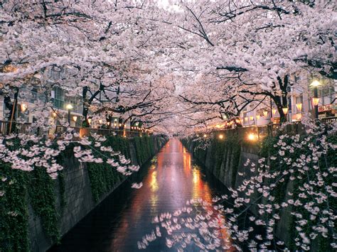 Cherry Blossom Festival in Washington, D.C.