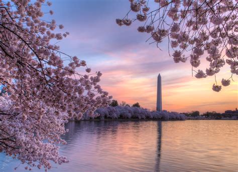 Cherry Blossom Festival in Japan