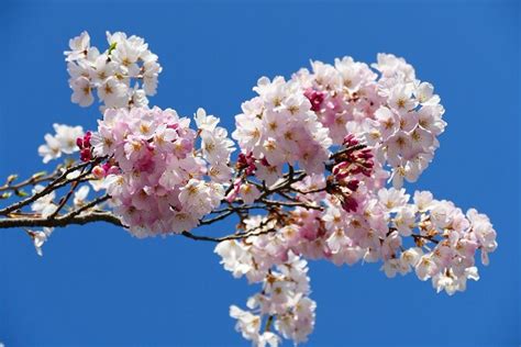 Final Thoughts on Cherry Blossom Art