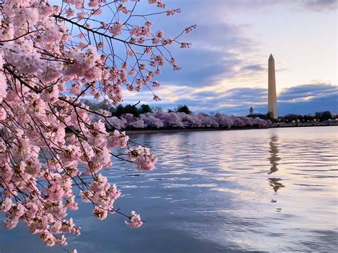 History of Cherry Blossom Art