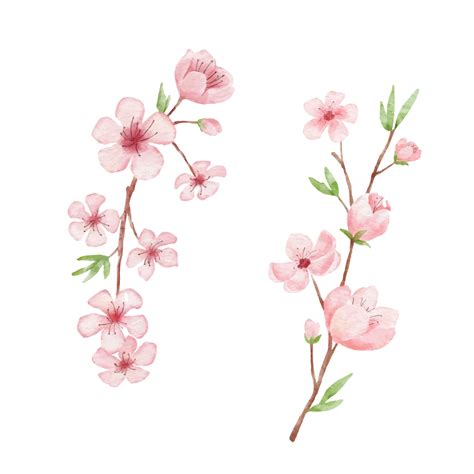 Cherry Blossom Illustration