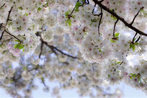 Cherry Blossom Art Inspiration