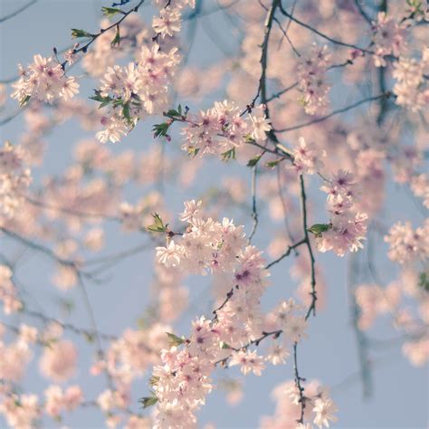 Cherry Blossom Pastel