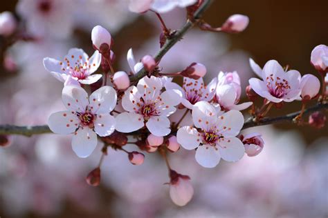 Cherry Blossom Photography