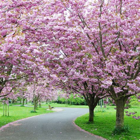 Cherry Blossom Tree Image