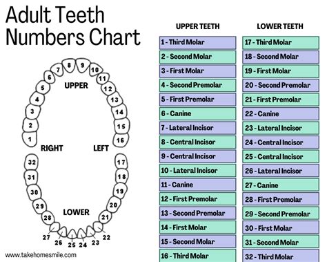 Childrens Tooth Chart