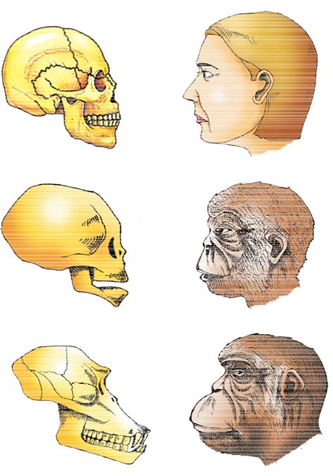 Chimpanzee skull comparison