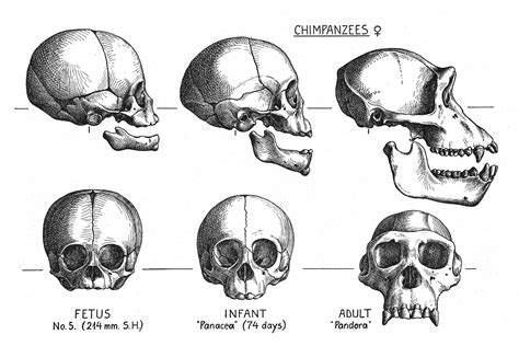 Chimpanzee skull development