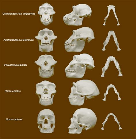 Chimpanzee skull evolution