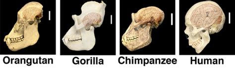 Chimpanzee skull genetics