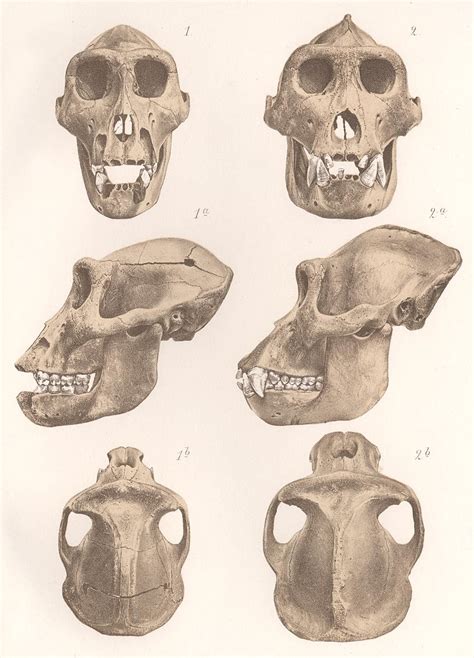 Chimpanzee skull shape