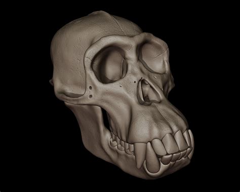 Chimpanzee skull size and shape