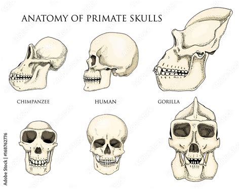 Chimpanzee skull size