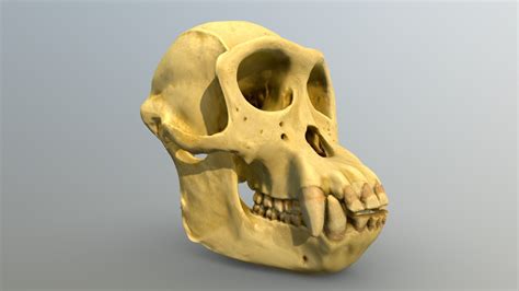 Chimpanzee skull structure