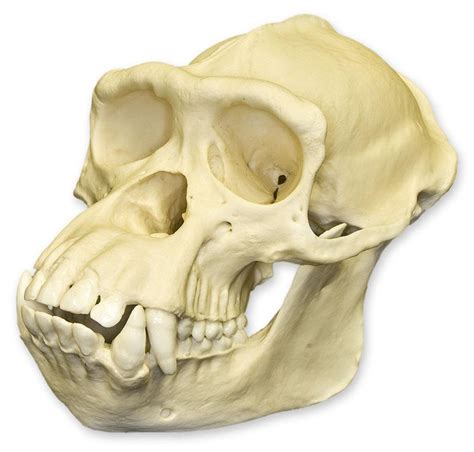 Chimpanzee skulls on display