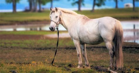 Chinese Horse Breed