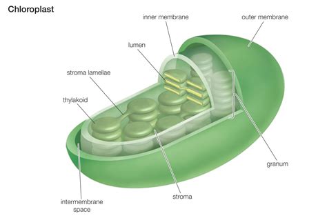 Chloroplast Function