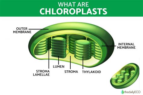 Chloroplast structure and function