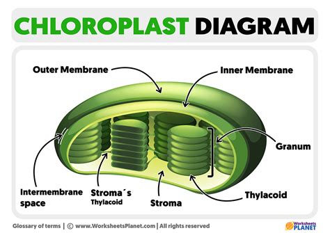 Chloroplasts