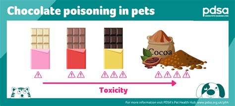 Chocolate is toxic to dogs