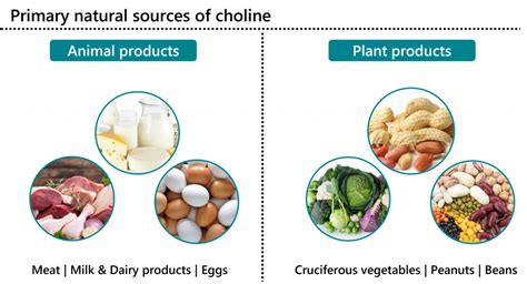 Choose Choline-Fortified Foods like Milk and Bread