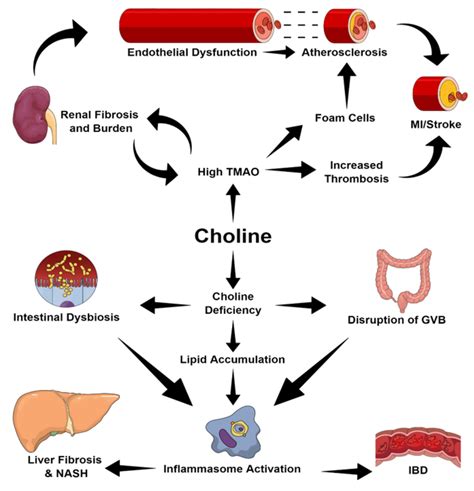 Recommended Choline Intake for Breastfeeding Moms