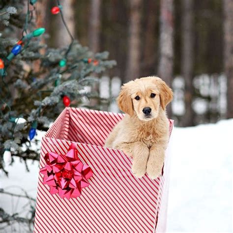 Christmas Card Ideas for Pets